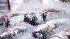 Как выбрать охлажденную и мороженую рыбу? в Магнит